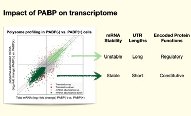 Marc Fabian 2 Impact of PAPB on transcriptome