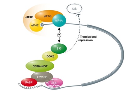 Marc Fabian 4 Transcriptional repression