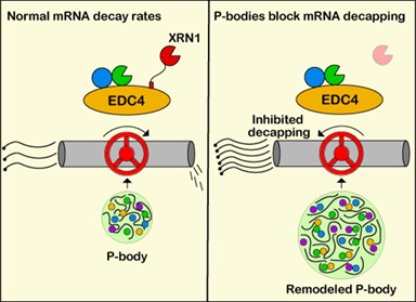 Marc Fabian 3 mRNA decay rates